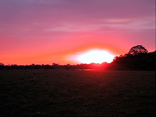 Brazil - Pantanal