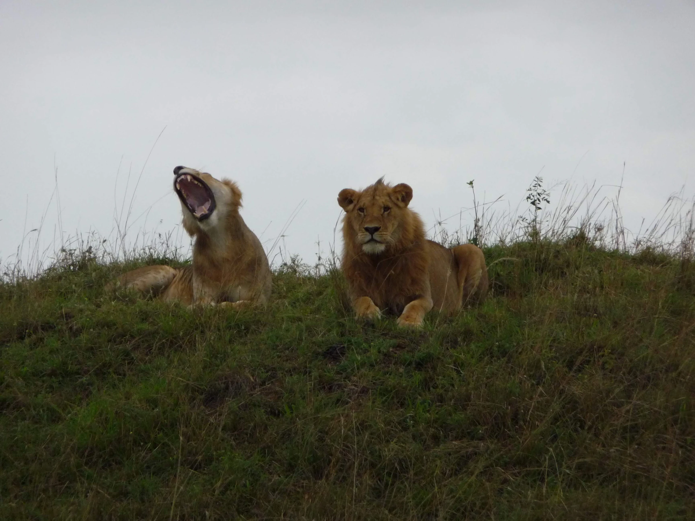 Kenya - Masai Mara