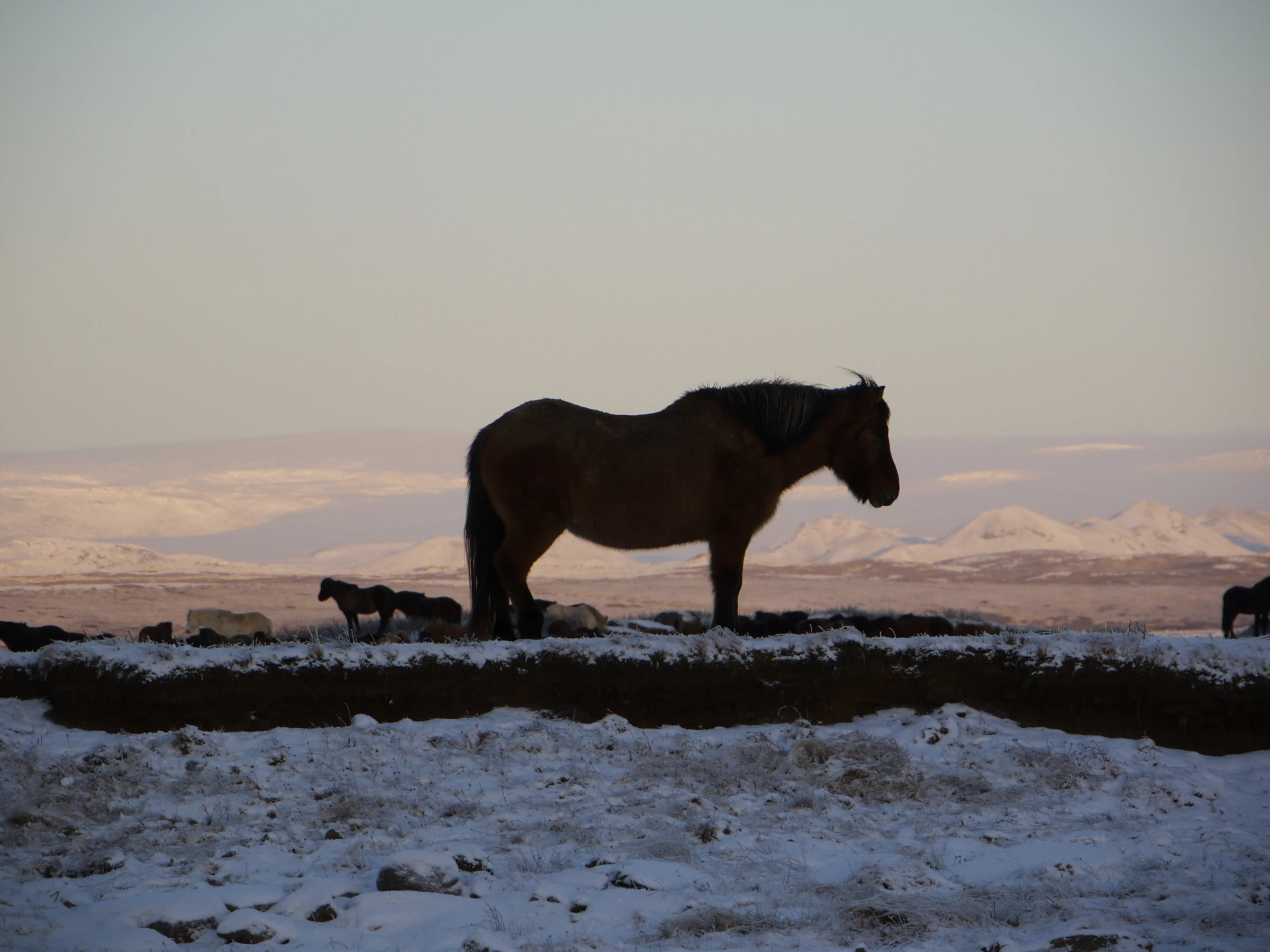 Iceland - Golden triangle